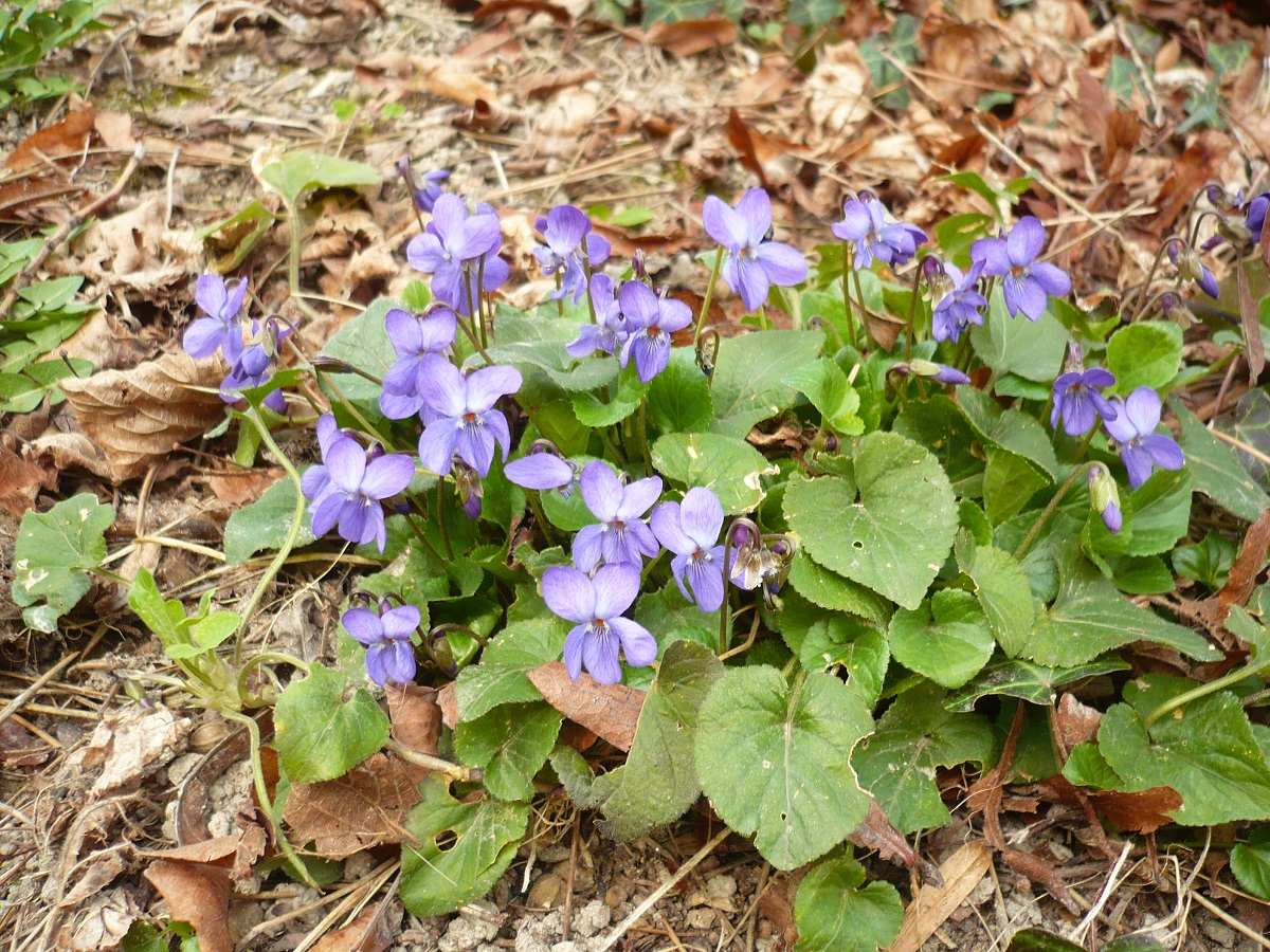 Viola hirta x V. odorata (Violaceae)